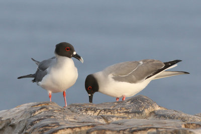 Swallow-tailed Gulls