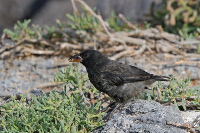 Common Cactus-Finch