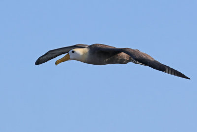 Waved Albatross