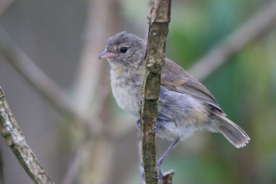 Gray Warbler-Finch (San Cristobal)