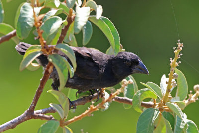 Large Ground-Finch