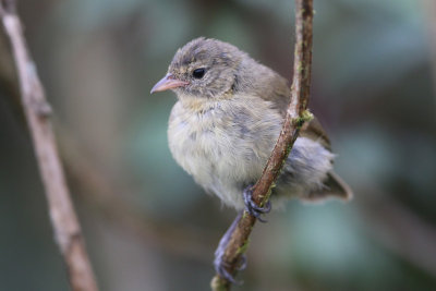 Gray Warbler-Finch fledgling (San Cristobal)