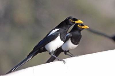 Yellow-billed Magpie