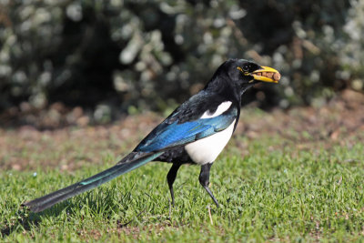 Yellow-billed Magpie