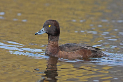 Tufted Duck