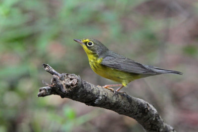 Canada Warbler