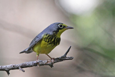 Canada Warbler