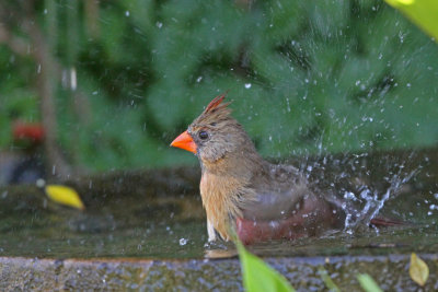 Northern Cardinal