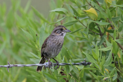 Seaside Sparrow