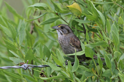 Seaside Sparrow