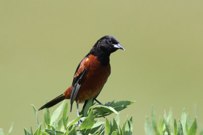 Orchard Oriole