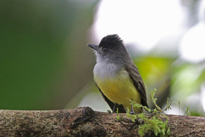 Dusky-capped Flycatcher