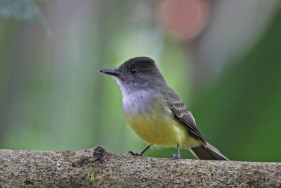 Dusky-capped Flycatcher