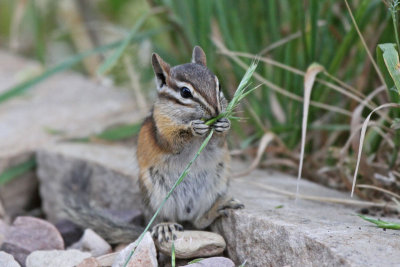 Uinta Chipmunk