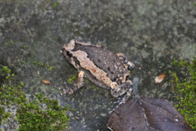 Painted Narrow-mouth Frog