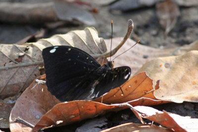 Cambodian Butterfly