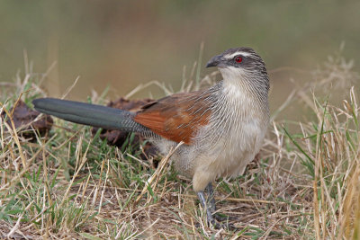 Turacos, Cuckoos, Coucals