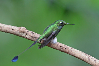 Booted Racket-tail