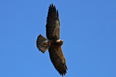 Swainson's Hawk with its meal