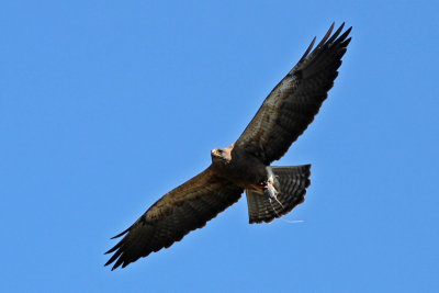 Swainson's Hawk with its meal