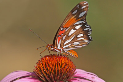 Gulf Fritillary