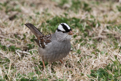 White-crowned Sparrow