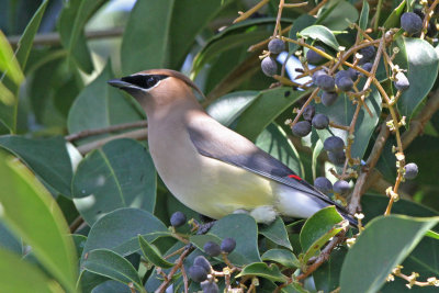 Cedar Waxwing