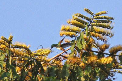 Snowy-bellied Hummingbird