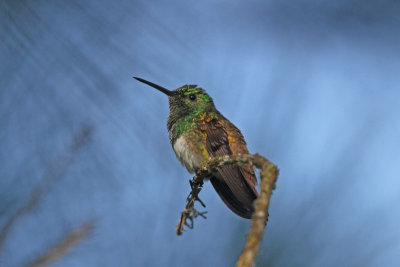 Snowy-bellied Hummingbird