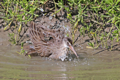 Clapper Rail