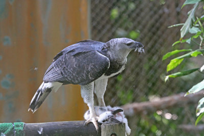 Harpy Eagle