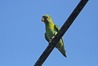 Orange-chinned Parrot