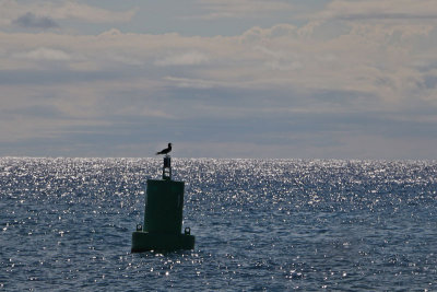 Brown Booby on Buoy