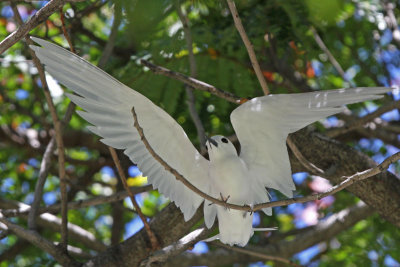 Manu o Ku (White Tern)