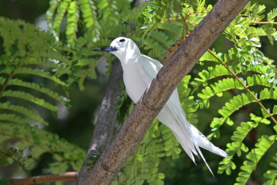 Manu o Ku (White Tern)