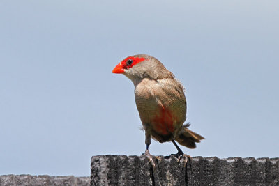 Common Waxbill