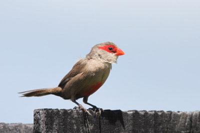 Common Waxbill