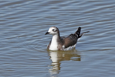 Sabine's Gull