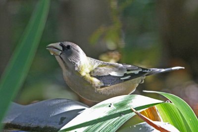 Evening Grosbeak