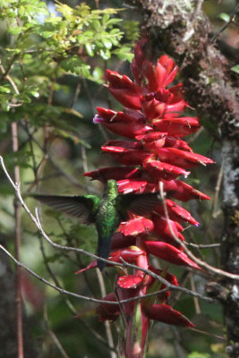 Sapphire-vented Puffleg