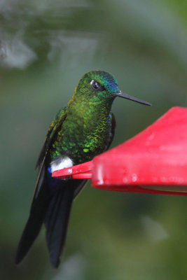 Sapphire-vented Puffleg