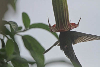 Sword-billed Hummingbird