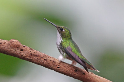 Booted Racket-tail