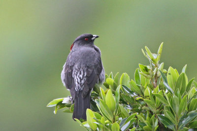 Red-crested Cotinga