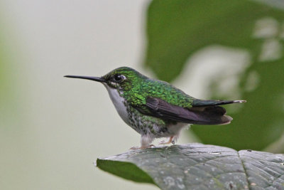 Booted Racket-tail