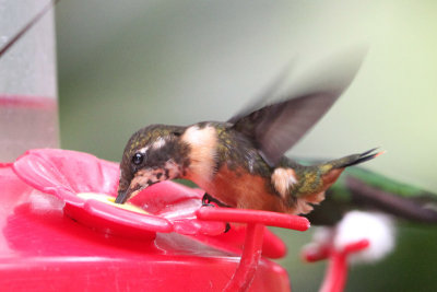 Purple-collared Woodstar