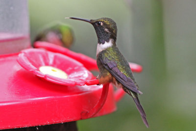 Purple-throated Woodstar