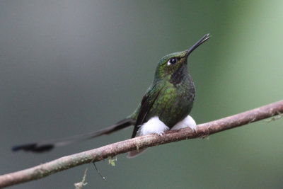 Booted Racket-tail