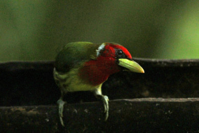 Red-headed Barbet