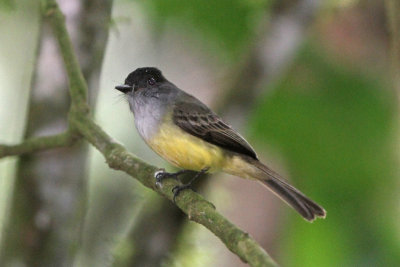 Dusky-capped Flycatcher